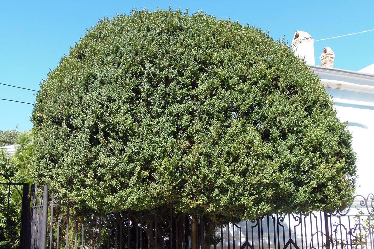 Самшит вечнозеленый, буксус (Buxus sempervirens) — путеводитель по отдыху в  Крыму