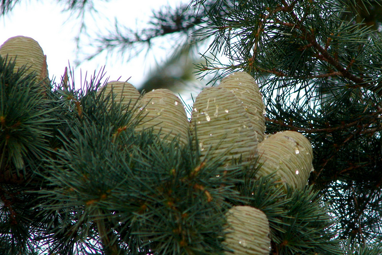 Кедр гималайский (Cedrus deodara) — путеводитель по отдыху в Крыму