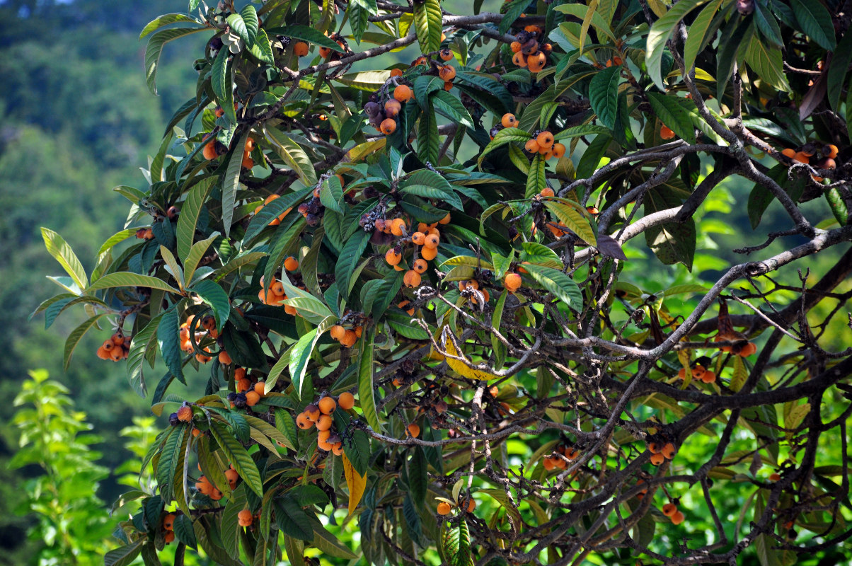 Мушмула японская, Eriobotrya japonica