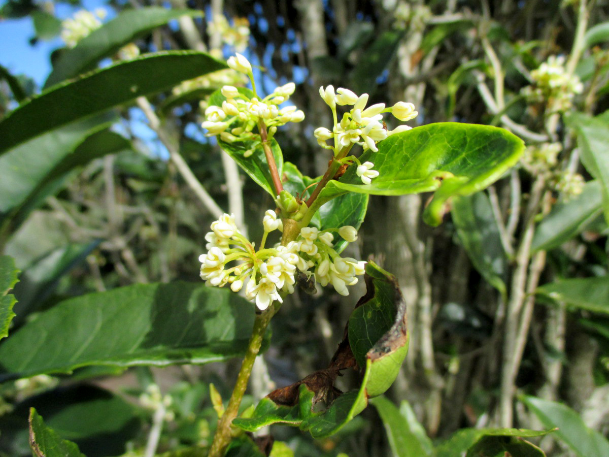 Османтус пахучий (Osmanthus fragrans) — путеводитель по отдыху в Крыму