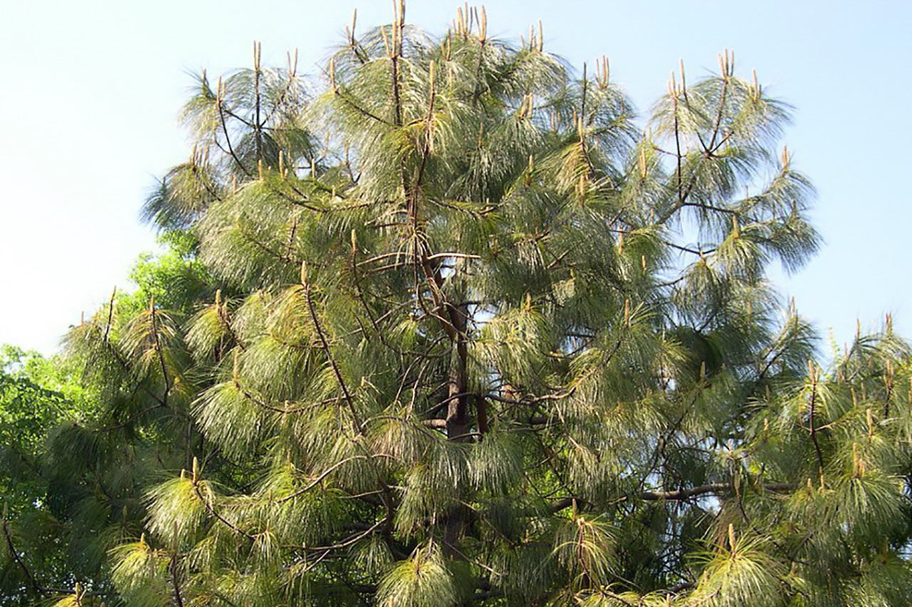 Сосна Монтезумы, мексиканская (Pinus montezumae) — путеводитель по отдыху в  Крыму