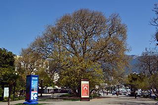 Платан клёнолистный