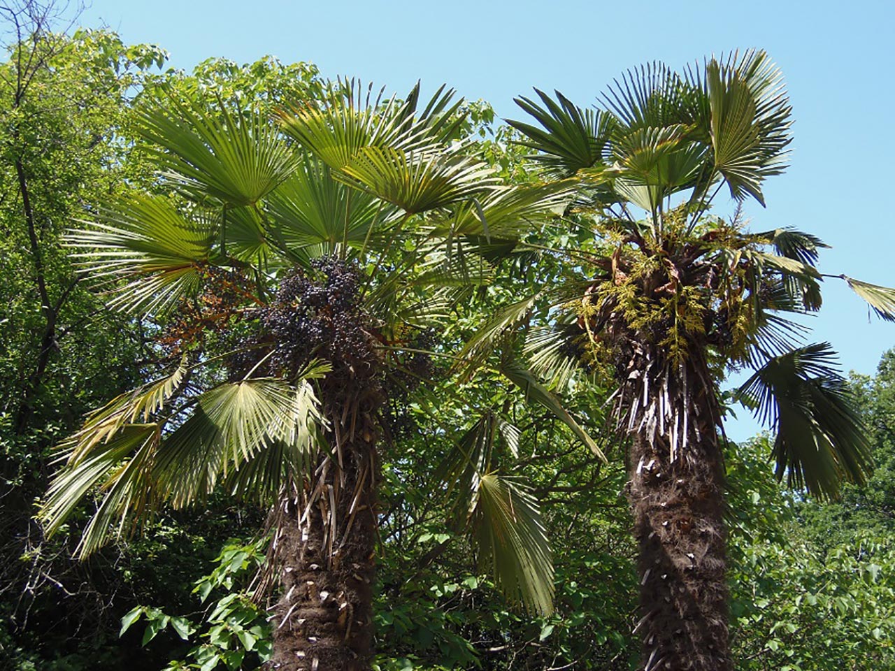 Виды пальм в крыму названия и фото