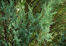 Можжевельник скальный (juniperus scopulorum)