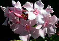 Олеандр (Nerium oleander). 