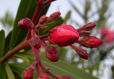 Олеандр (Nerium oleander). 