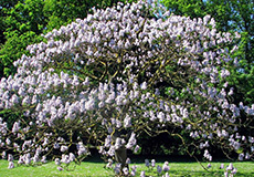 Павловния войлочная (Paulownia tomentosa)