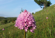 Ай-Петринская яйла, середина июня. 