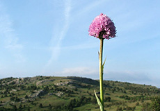 Ай-Петринская яйла, середина июня. 