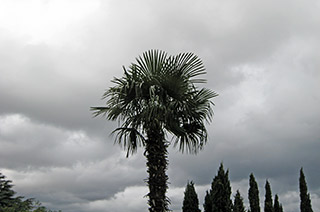 В Ялте выкапывают пальмы